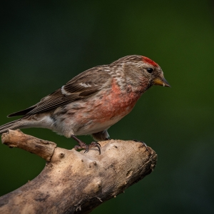 Redwell   15 06 2020   D500   Les 327.jpg